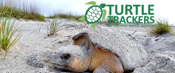 logger head turtle covered in sand with Turtle Trackers logo