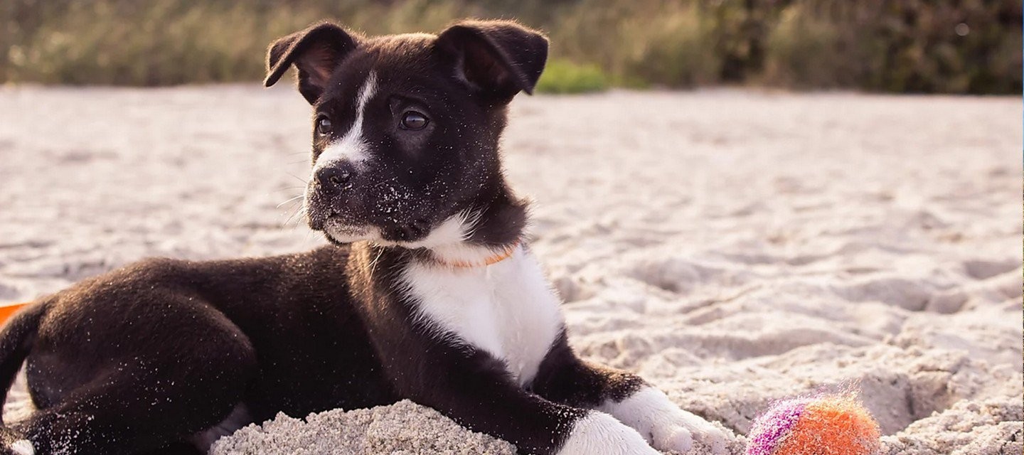 black and white puppy in sand on beach